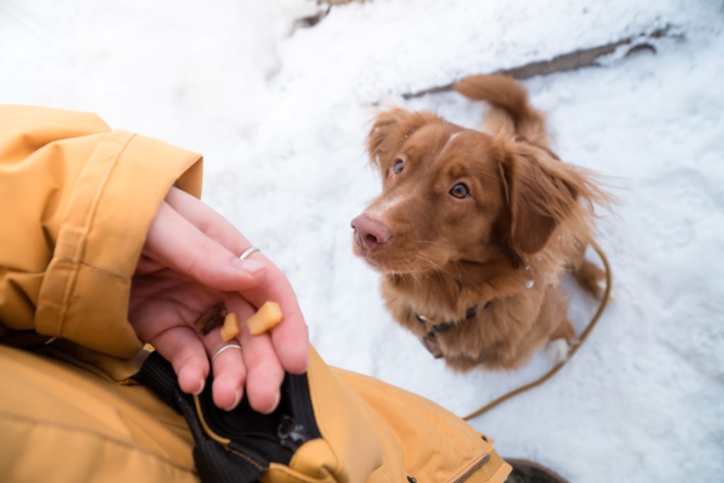 Dog training treat