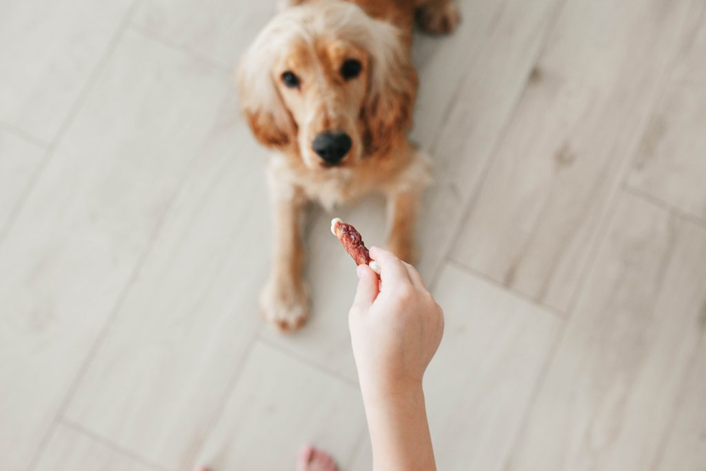 Little girl holding in hands dog snack food and training dog to lie down at home